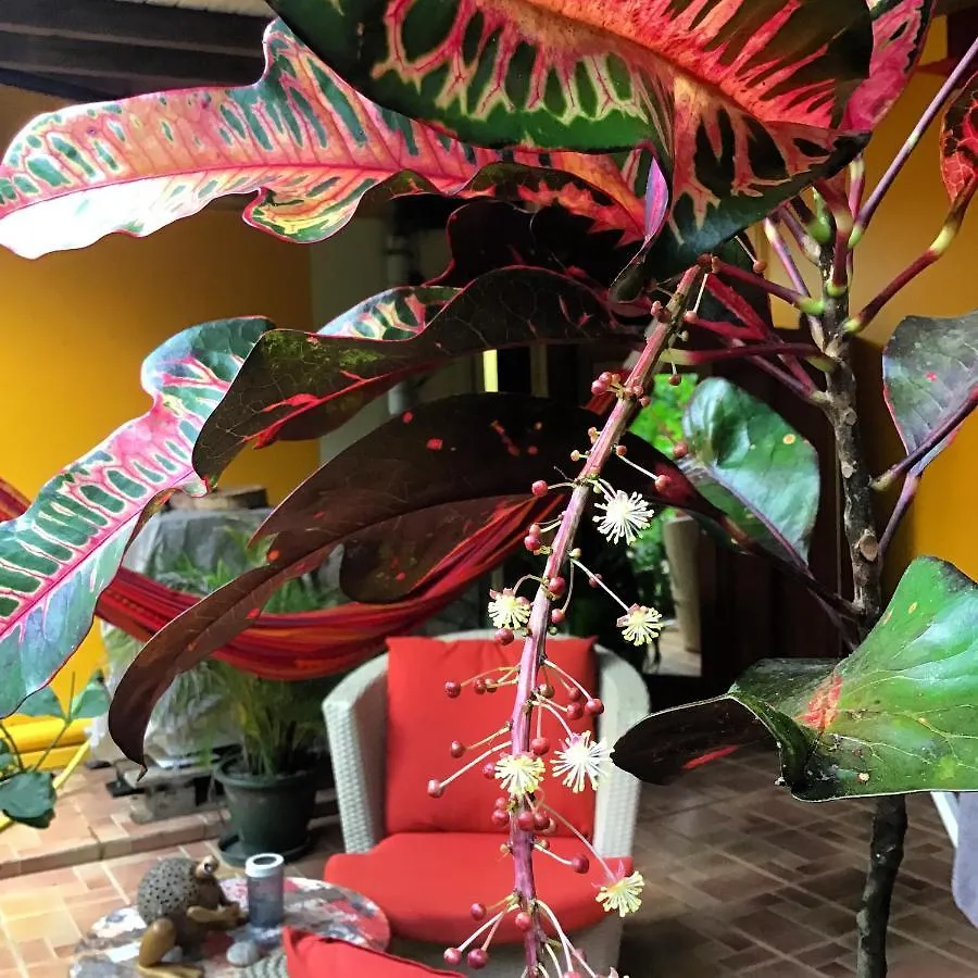 L'Ecomusee Creole De La Guadeloupe Apartment Sainte-Rose