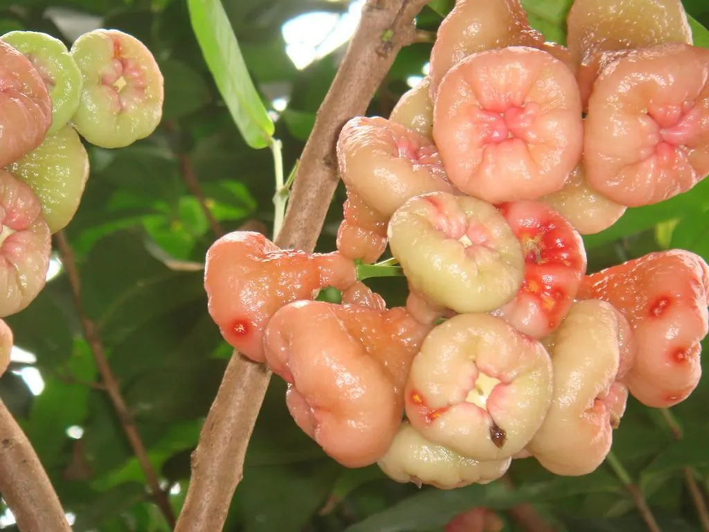 شقة L'Ecomusee Creole De La Guadeloupe سانت-روز