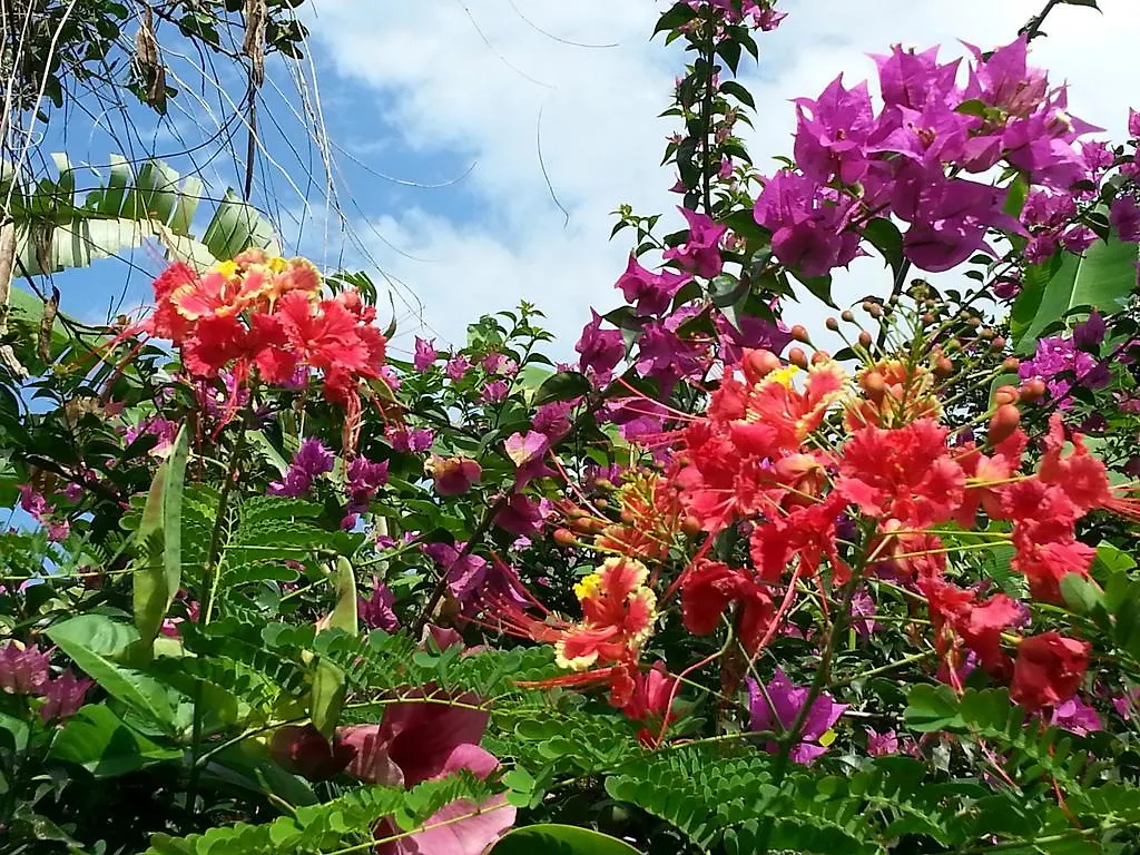 L'Ecomusee Creole De La Guadeloupe سانت-روز 0*,  غوادلوب